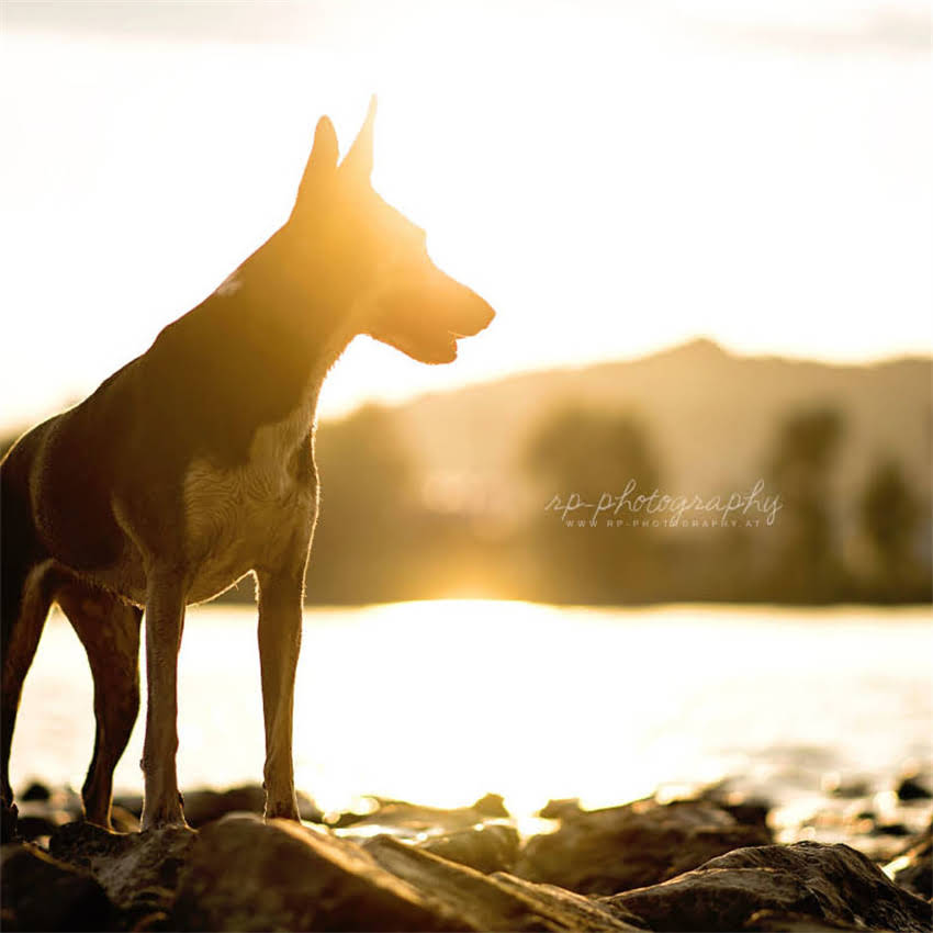 图片 优质拉布拉多犬舍推荐｜血统纯正健康保障｜专业繁育服务｜北京彼岸犬舍.jpg