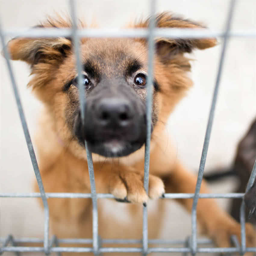 图片 优质拉布拉多犬舍推荐｜血统纯正健康保障｜专业繁育服务｜北京彼岸犬舍2.jpg