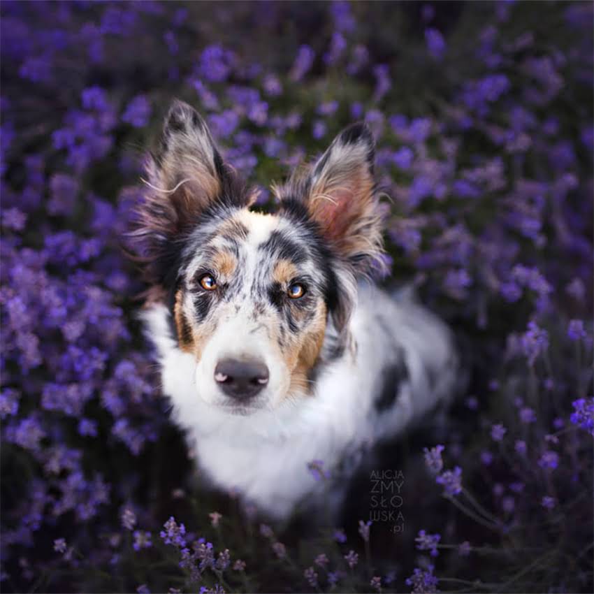 图片 伟嘉猫粮怎么样？10大核心优势+选购指南，养猫人必看！.jpg