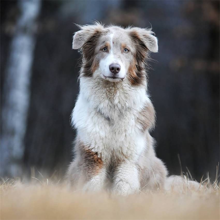 图片 伟嘉猫粮怎么样？10大核心优势+选购指南，养猫人必看！2.jpg