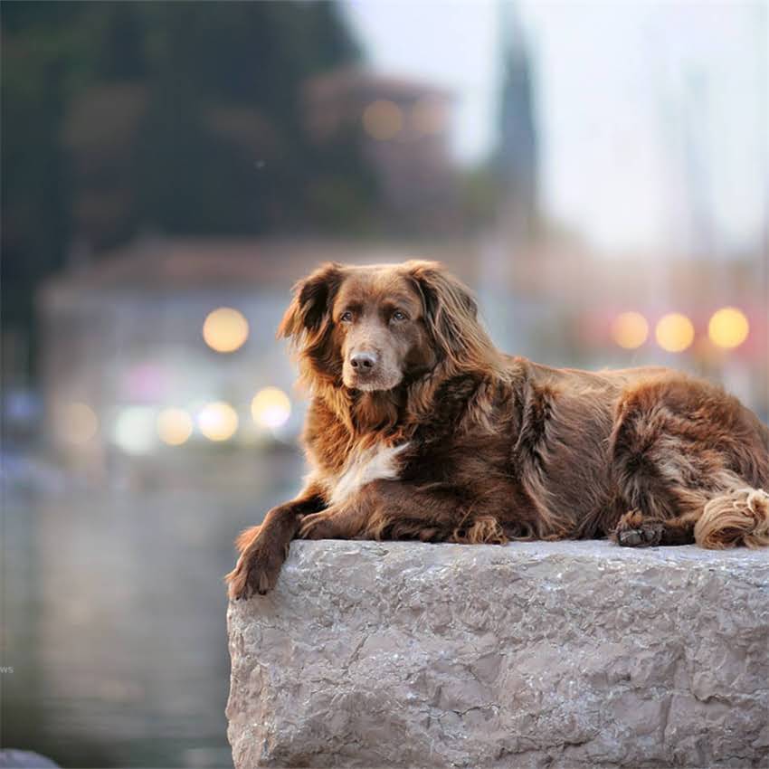 图片 伟嘉猫粮最大包装真实测评：5kg10kg规格全+选购避坑指南2.jpg