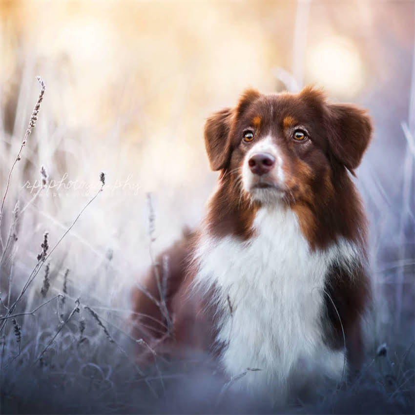 图片 伯纳天纯狗粮与比瑞吉品牌深度对比：成分、适口性实测与选购指南.jpg