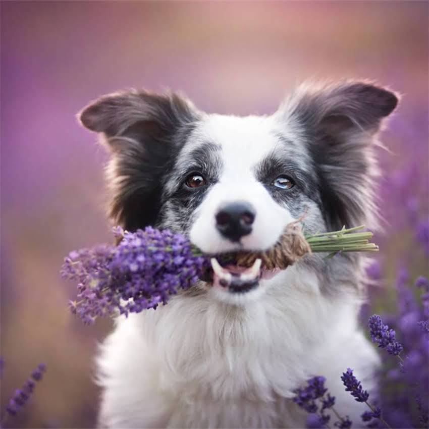 图片 伯纳天纯狗粮与比瑞吉品牌深度对比：成分、适口性实测与选购指南1.jpg