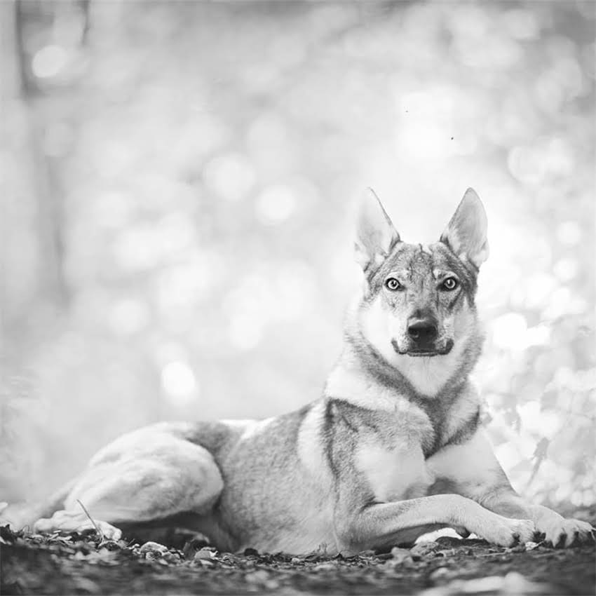 图片 伯纳天纯狗粮与比瑞吉品牌深度对比：成分、适口性实测与选购指南2.jpg