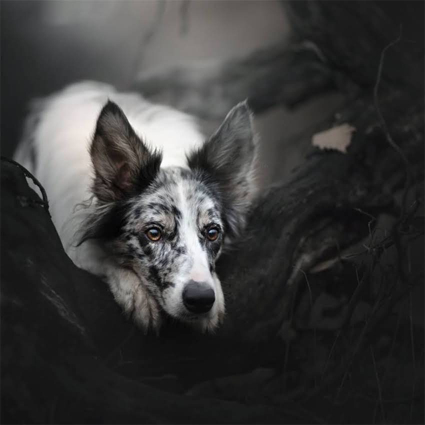 图片 假狂犬疫苗接种后症状：常见反应与科学应对指南（附专业处理方案）1.jpg