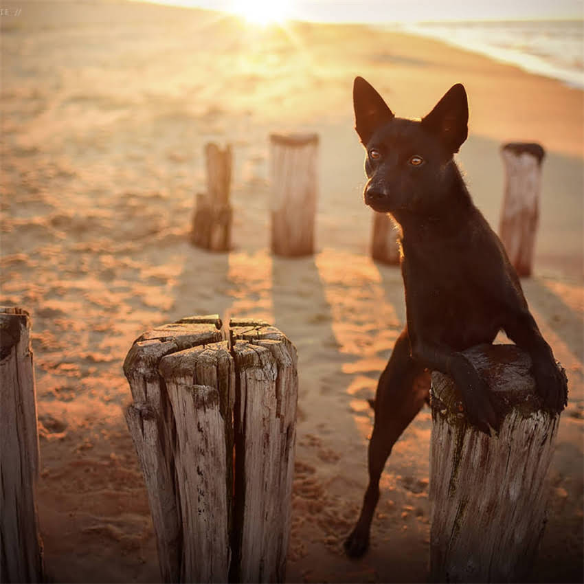图片 免费领养中华田园犬纯种幼犬领养指南｜附超全饲养攻略2.jpg