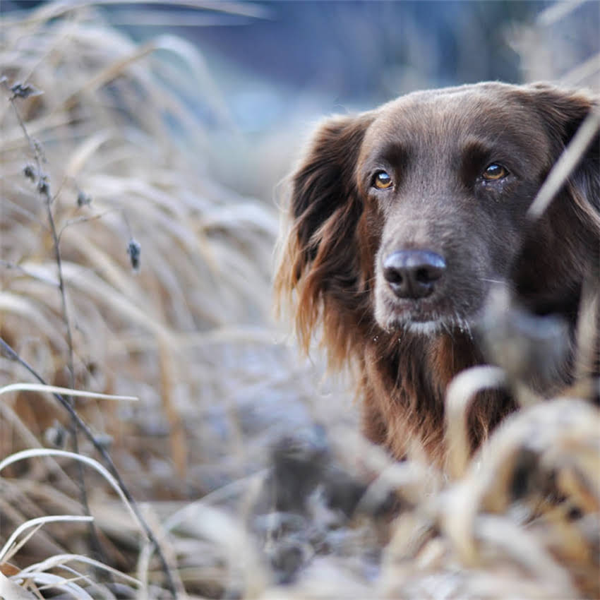 图片 全价段猫粮是什么意思？最新全价猫粮选购指南1.jpg