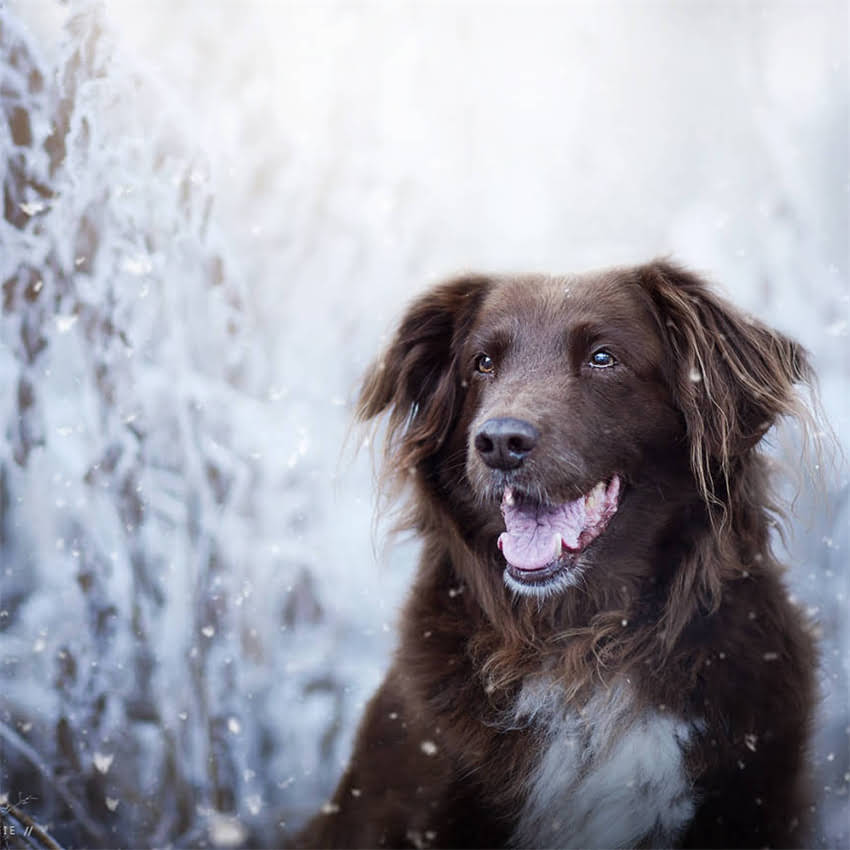 图片 全价段猫粮是什么意思？最新全价猫粮选购指南2.jpg