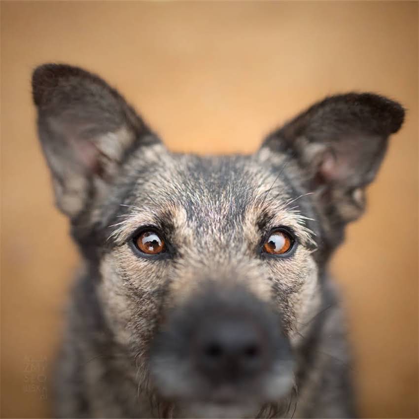 图片 全国免费领养金毛寻回犬指南：官方渠道领养流程+健康保障全1.jpg