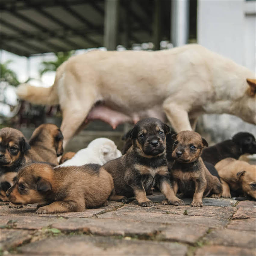图片 全国免费领养金毛寻回犬指南：官方渠道领养流程+健康保障全2.jpg