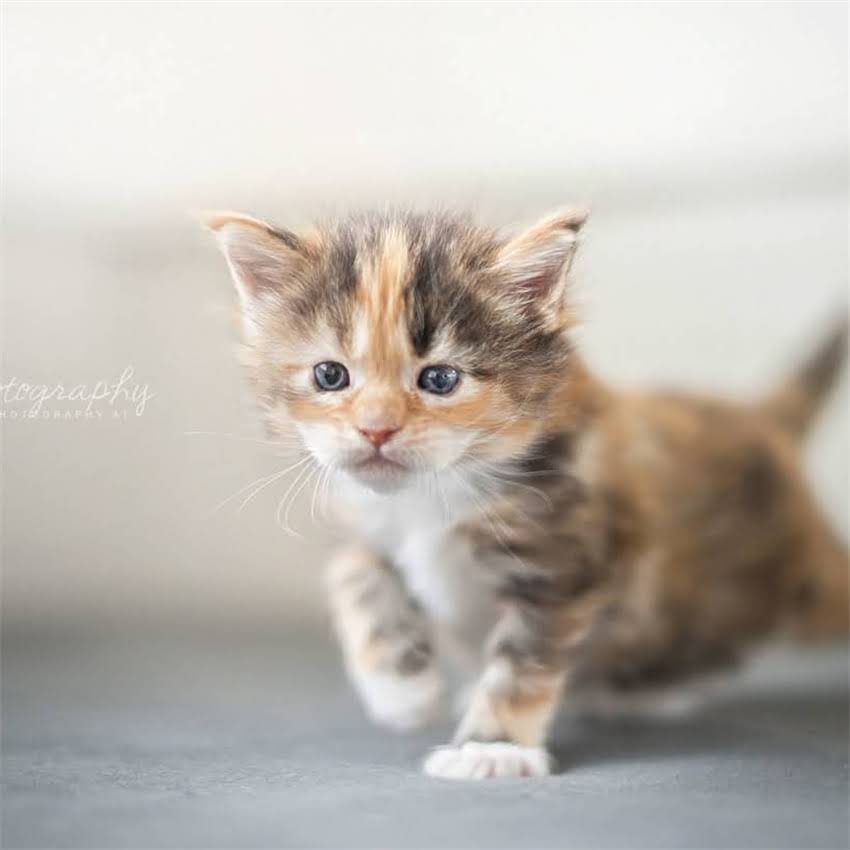 图片 全国哪里能买到正规宠物疫苗？宠物主必看购买指南与避坑攻略2.jpg