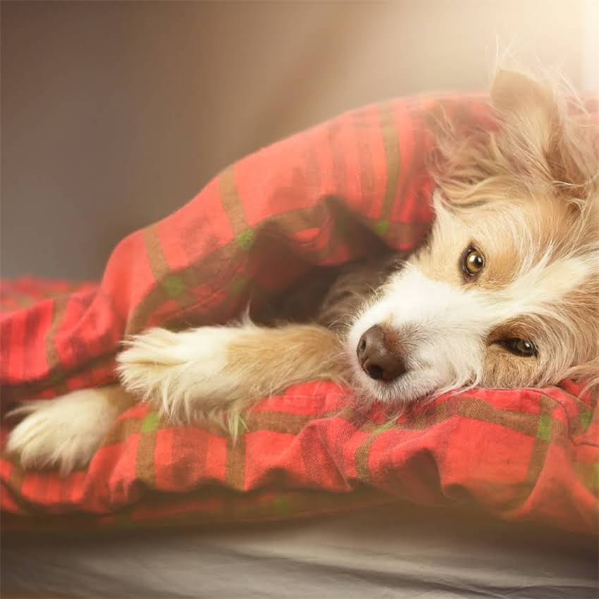 图片 全球直邮拉布拉多母犬出售血统证书齐全价格透明饲养指南全攻略.jpg