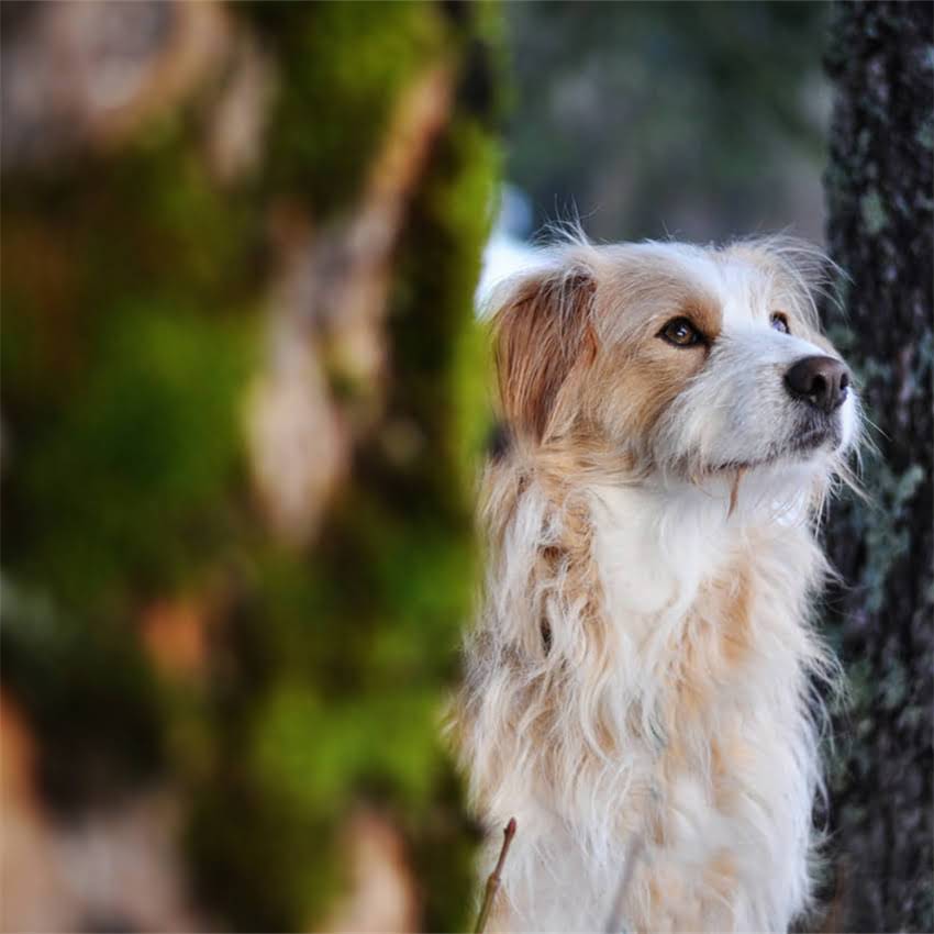 图片 全网最全指南！拉布拉多黑狗性格+科学饲养攻略2.jpg