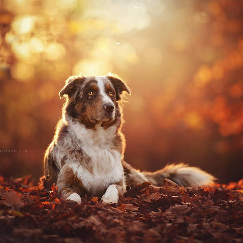 图片 八斤英短每天吃多少猫粮？科学喂养全攻略（附体重管理方案）1.jpg