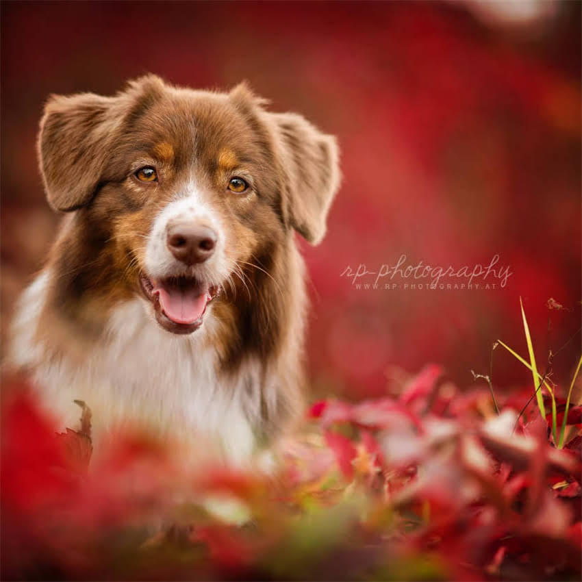 图片 八磅猫粮够吃多久？科学计算猫咪月均食量+喂养指南（附换算表）1.jpg