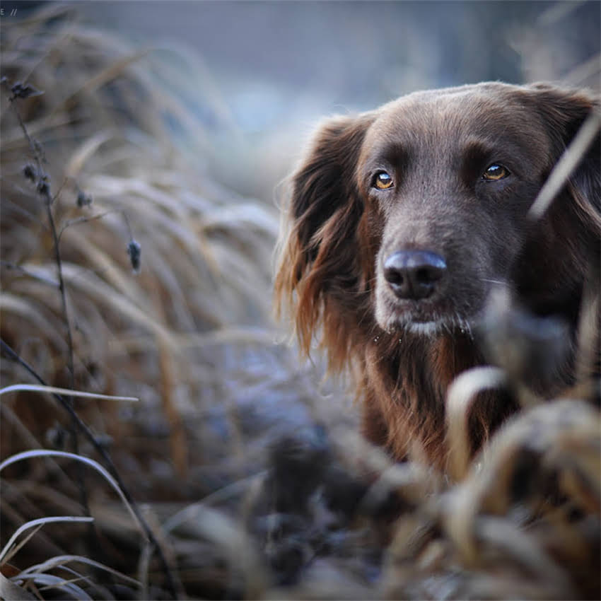 图片 八磅猫粮够吃多久？科学计算猫咪月均食量+喂养指南（附换算表）2.jpg