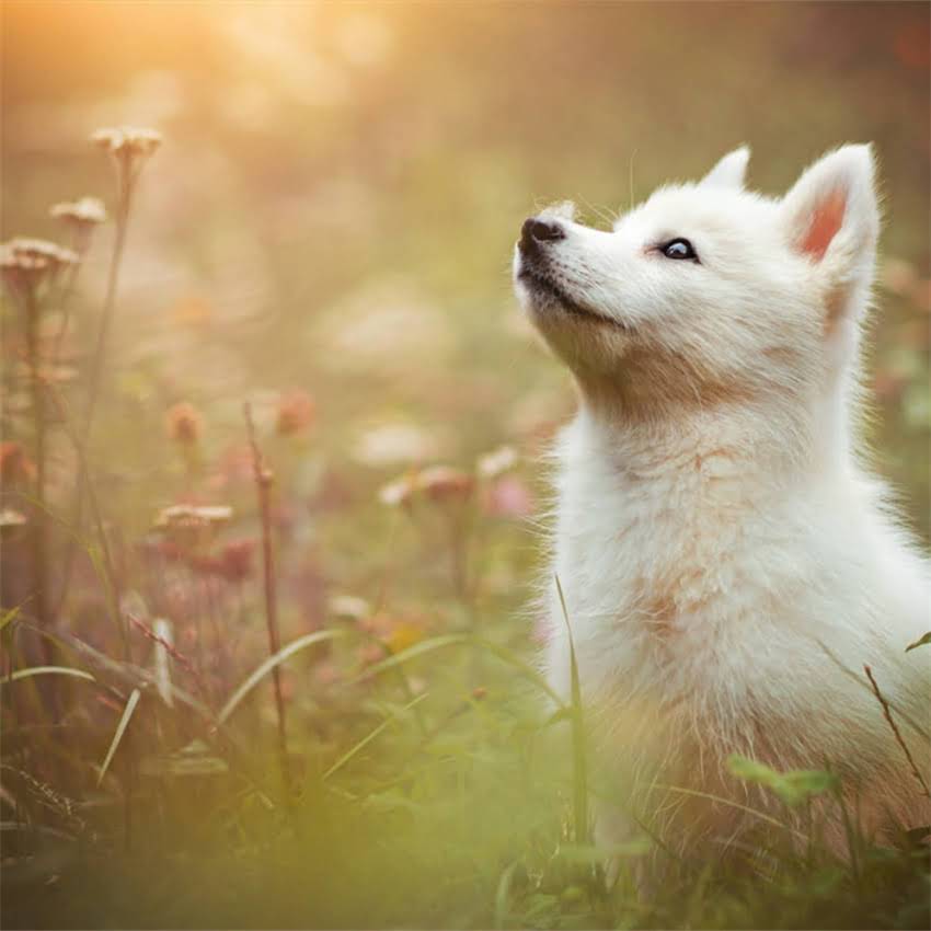 图片 公泰迪绝育最佳时间是什么时候？附详细术前术后护理指南.jpg