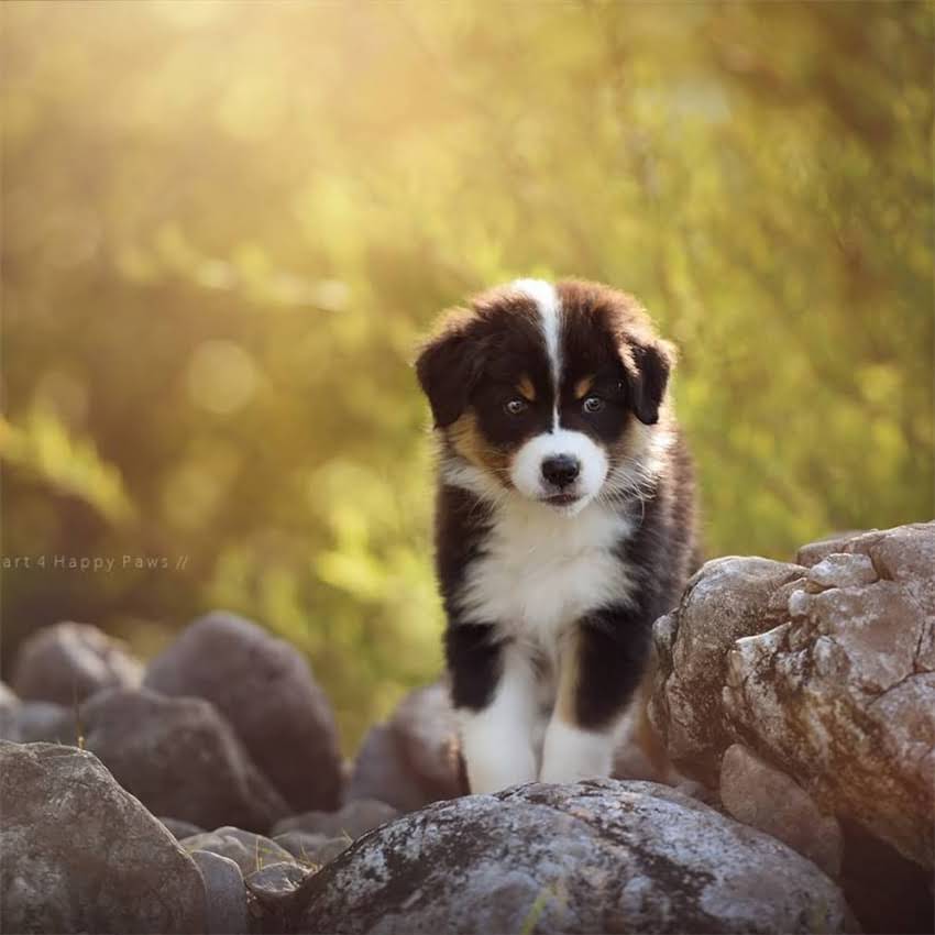 图片 公泰迪绝育最佳时间是什么时候？附详细术前术后护理指南1.jpg