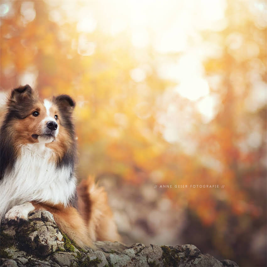 图片 公泰迪绝育最佳时间是什么时候？附详细术前术后护理指南2.jpg