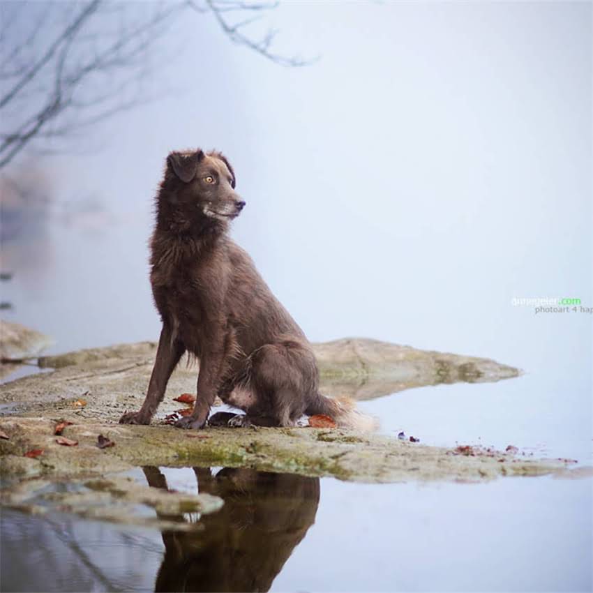 图片 六个月柯基犬每日喂食量计算指南：科学喂养与体重管理全（附食谱）.jpg