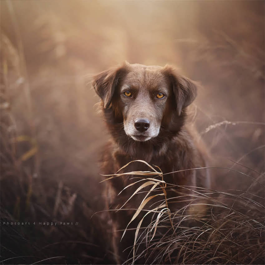 图片 六个月柯基犬每日喂食量计算指南：科学喂养与体重管理全（附食谱）1.jpg