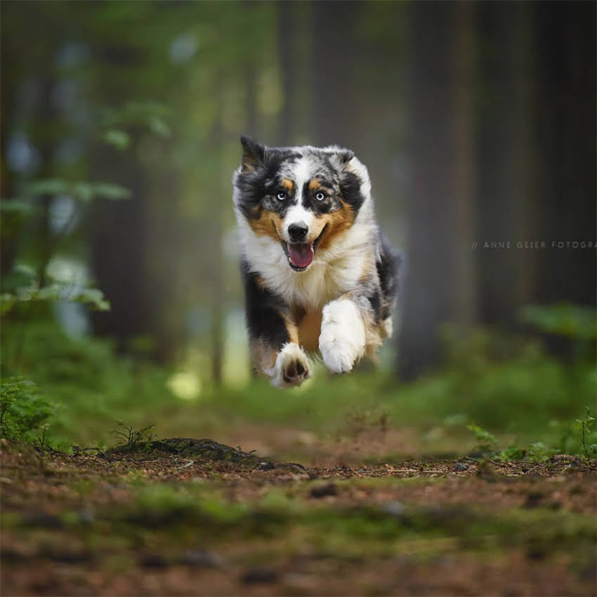 图片 六个月柯基犬每日喂食量计算指南：科学喂养与体重管理全（附食谱）2.jpg