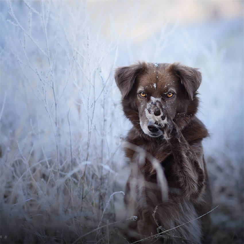 图片 六个月比熊犬一天吃多少？科学喂养指南与精准分餐方案（附月龄营养表）1.jpg