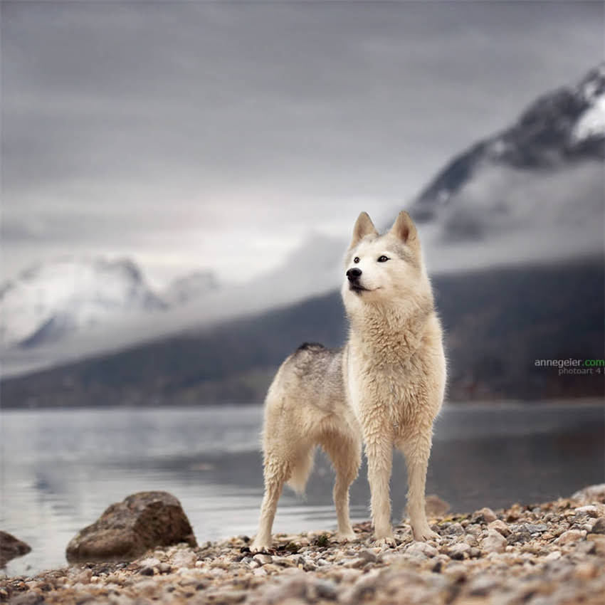 图片 兰州免费领养狗狗攻略｜救助故事+领养全流程+靠谱机构清单（附领养前必看清单）1.jpg