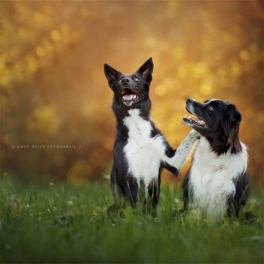 图片 兰州免费领养狗狗攻略｜救助故事+领养全流程+靠谱机构清单（附领养前必看清单）2.jpg