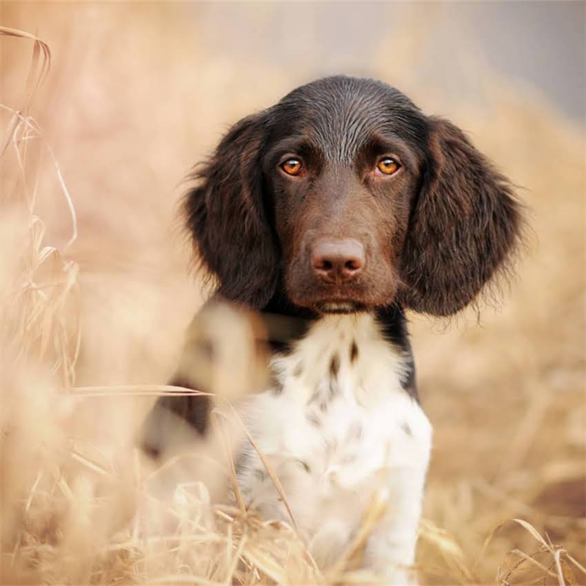 图片 养拉布拉多犬的十大好处与注意事项：优缺点全及饲养指南.jpg