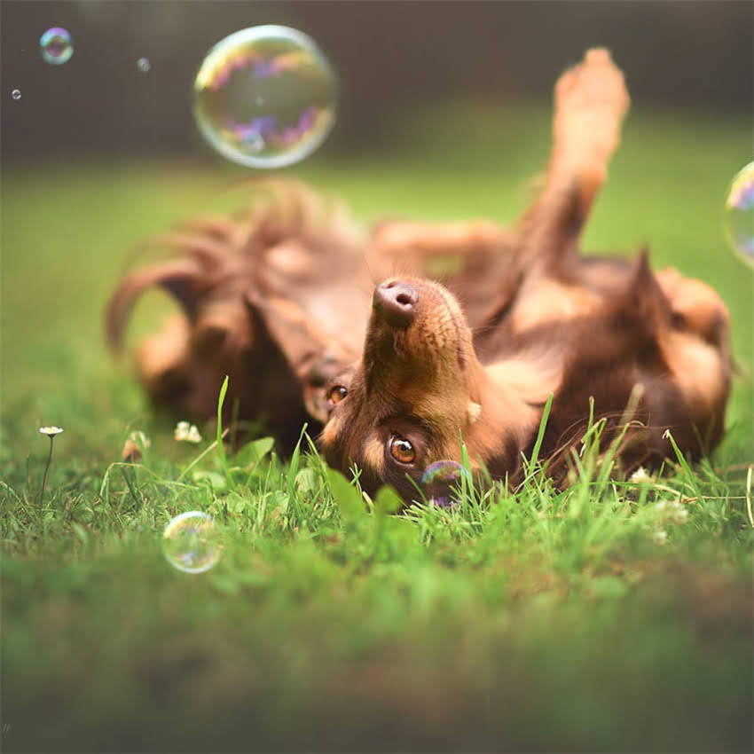 图片 养拉布拉多犬的十大好处与注意事项：优缺点全及饲养指南1.jpg