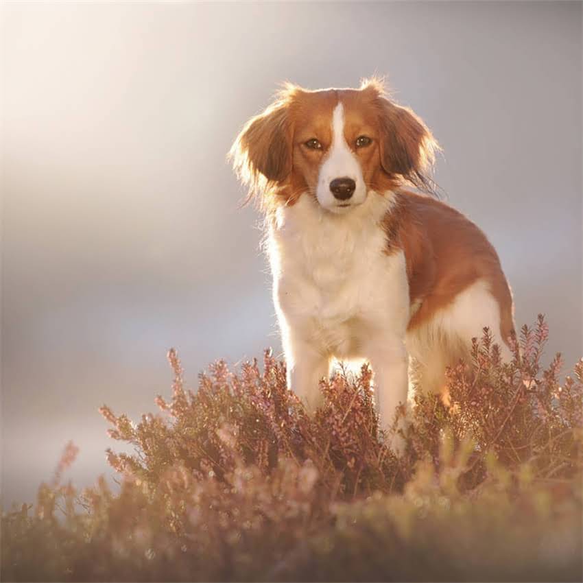 图片 养拉布拉多犬的十大好处与注意事项：优缺点全及饲养指南2.jpg