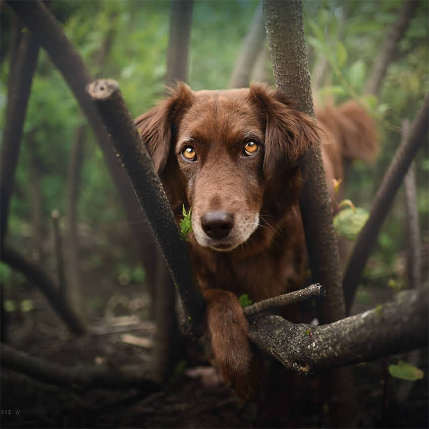 图片 养柯基对孩子好与坏：科学柯基犬作为家庭宠物的六大优势及注意事项.jpg