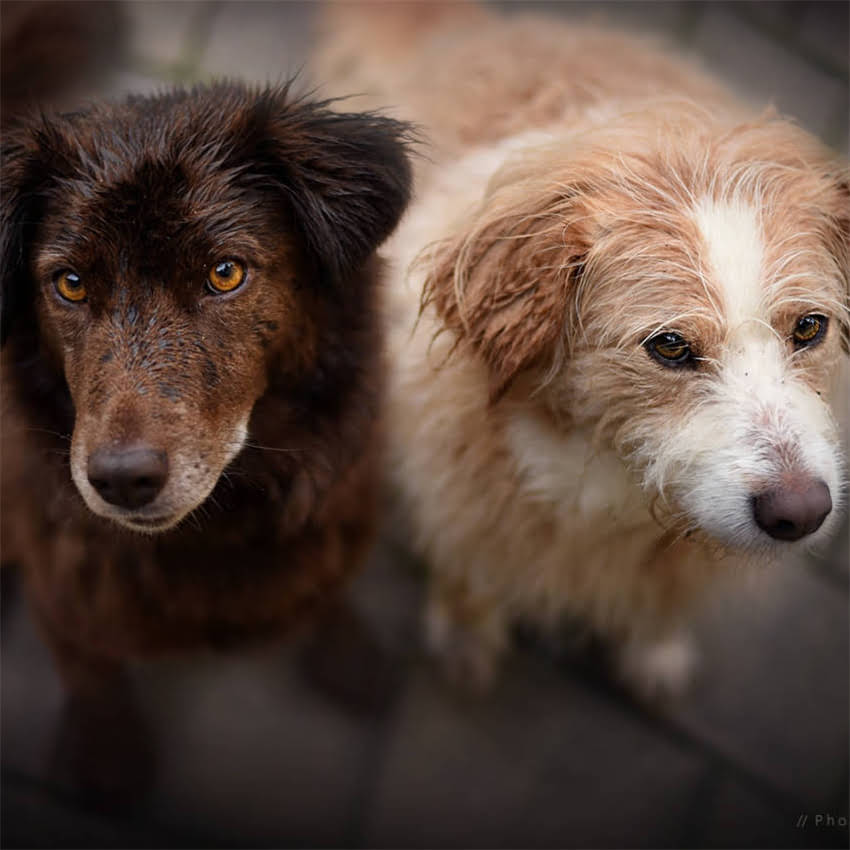 图片 养柯基对孩子好与坏：科学柯基犬作为家庭宠物的六大优势及注意事项2.jpg