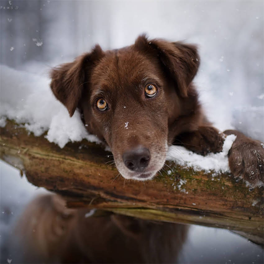 图片 养狗必须打狂犬疫苗吗？最新指南：接种时间、注意事项及常见问题全.jpg