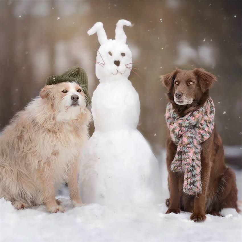 图片 养猫必须知道！猫咪疫苗种类、接种时间及常见问题全1.jpg