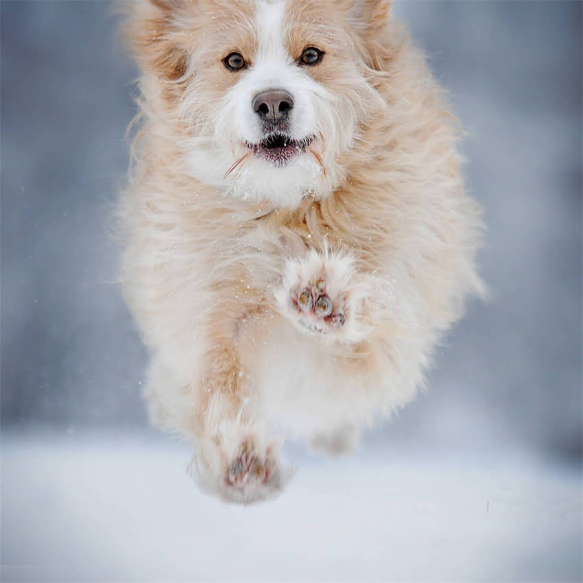 图片 养阿拉斯加全：饲养经验+优缺点分析（附真实案例）1.jpg