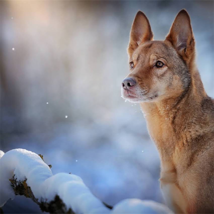 图片 军犬训练专业指南：从基础服从到实战应用的权威教材书籍推荐1.jpg