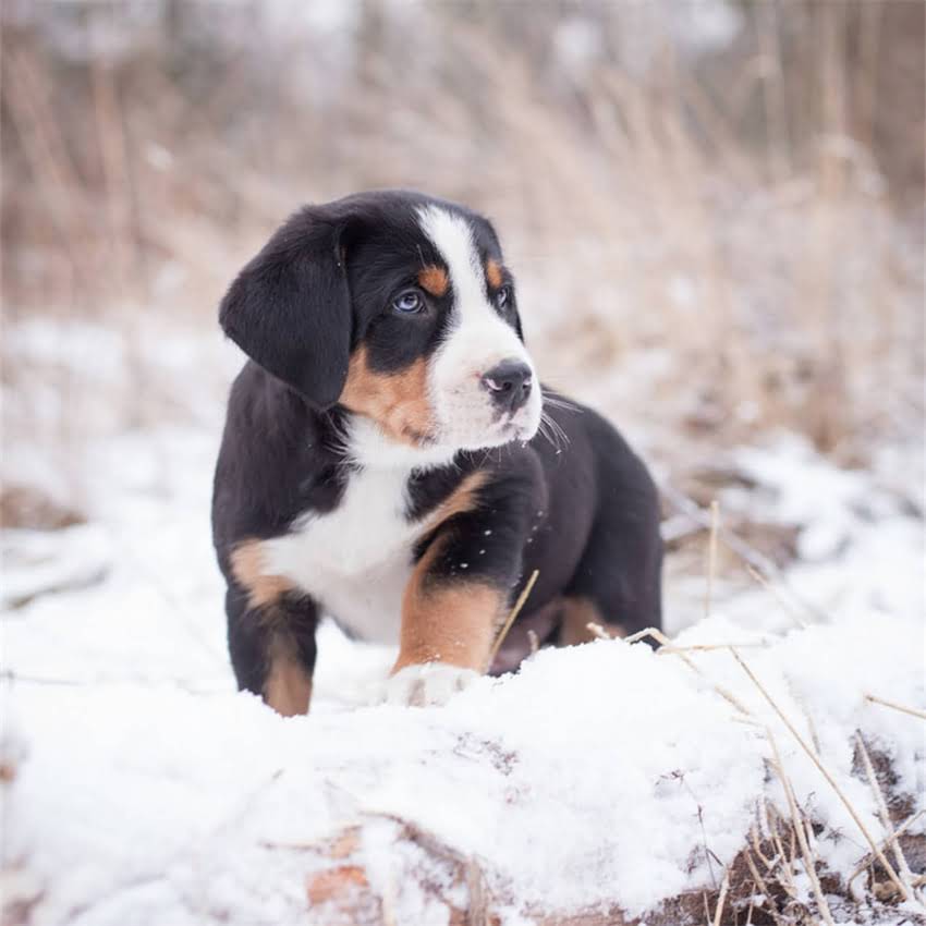 图片 军犬训练禁止口令：专业口令规范与实战应用指南（附训练要点）.jpg