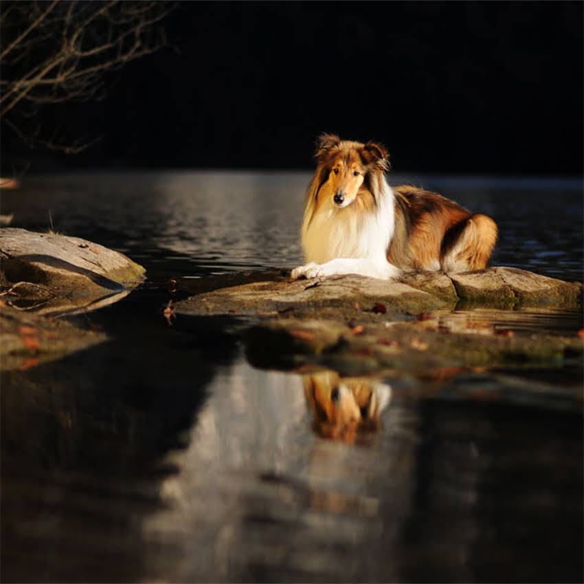 图片 军犬训练禁止口令：专业口令规范与实战应用指南（附训练要点）2.jpg