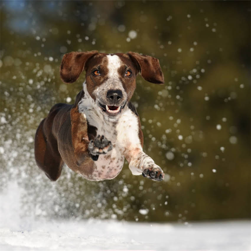 图片 农村土狗如何训练成优秀猎犬？5步实操指南（附训练视频）.jpg