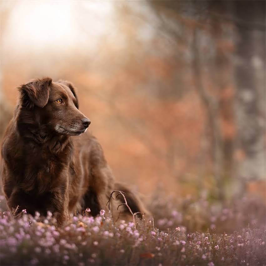 图片 农村如何科学喂养阿拉斯加？5大要点+喂养误区全1.jpg