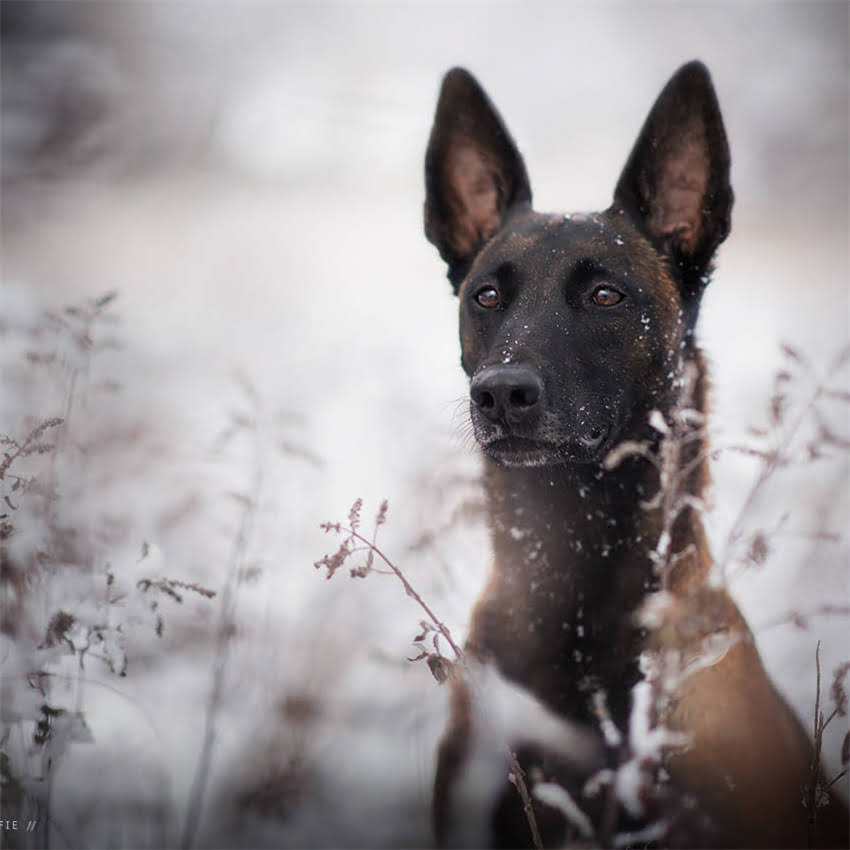 图片 冠军血统拉布拉多价格全：从1万到10万的选购指南.jpg