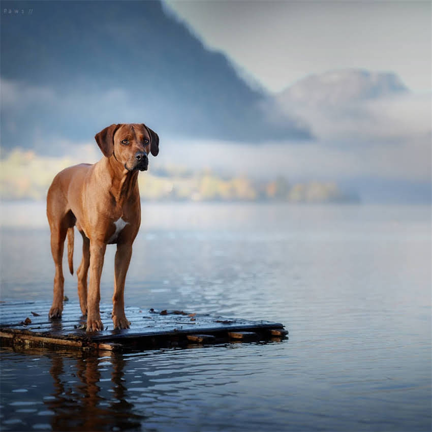图片 冠能猫粮VS渴望猫粮深度对比：全哪个更适合你家猫咪？.jpg