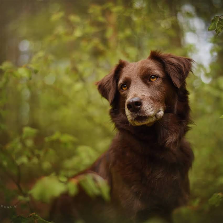 图片 冠能猫粮VS渴望猫粮深度对比：全哪个更适合你家猫咪？1.jpg