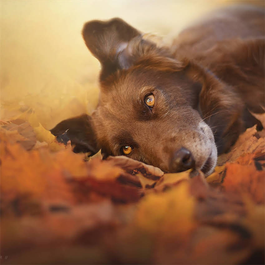 图片 冠能猫粮VS渴望猫粮深度对比：全哪个更适合你家猫咪？2.jpg