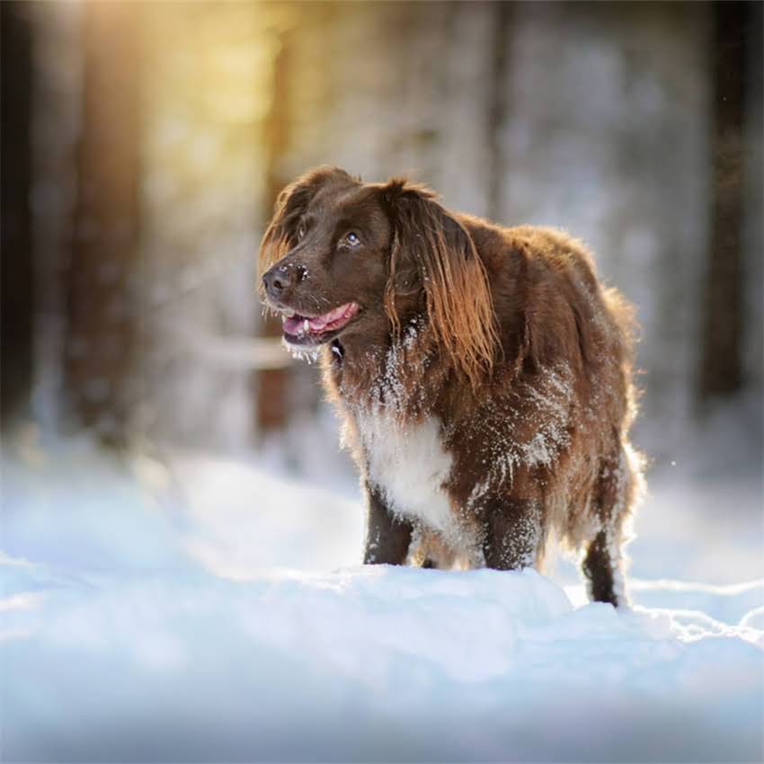图片 凉水泡狗粮会怎样？宠物医生详解狗狗饮食禁忌与正确泡粮方法.jpg