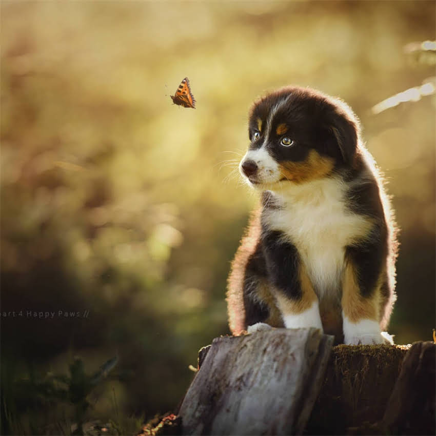 图片 凉水泡狗粮会怎样？宠物医生详解狗狗饮食禁忌与正确泡粮方法2.jpg