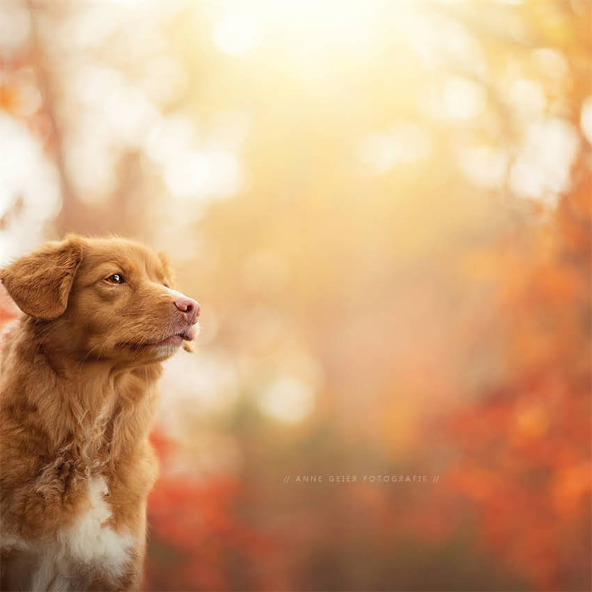 图片 凌采EVO猫粮真实测评：消费者反馈中的严重副作用与选购指南.jpg