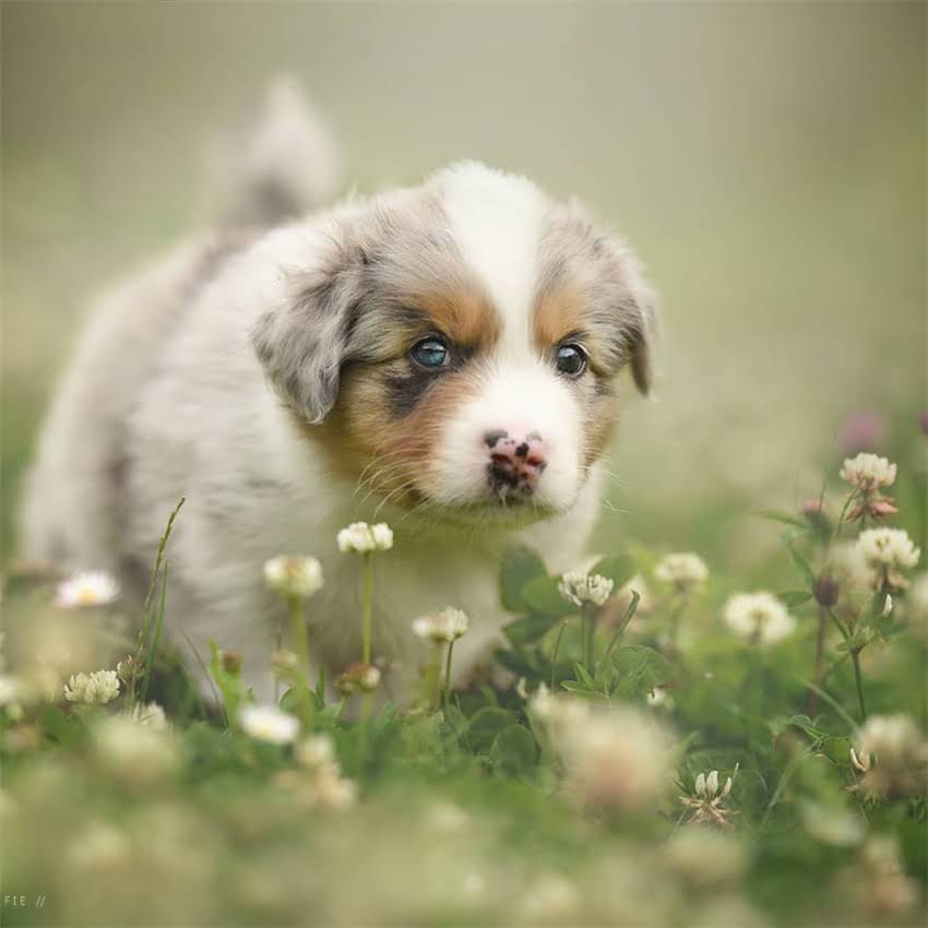 图片 刚买回家的哈士奇需要注意什么？新手必看全攻略（附饲养指南+训练技巧）2.jpg